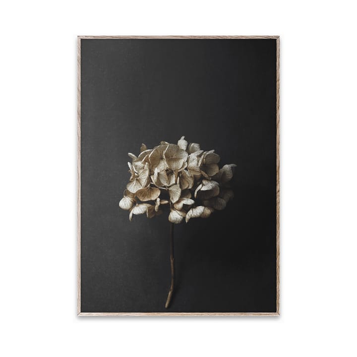 Sto Life 04 Hydrangea ポスター, 30x40 cm Paper Collective | ペーパーコレクティブ