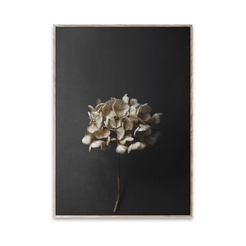 Sto Life 04 Hydrangea ポスター - 30x40 cm - Paper Collective | ペーパーコレクティブ