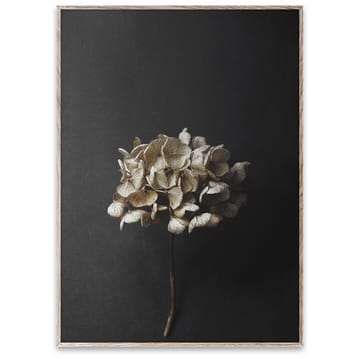 Sto Life 04 Hydrangea ポスター - 50x70 cm - Paper Collective | ペーパーコレクティブ