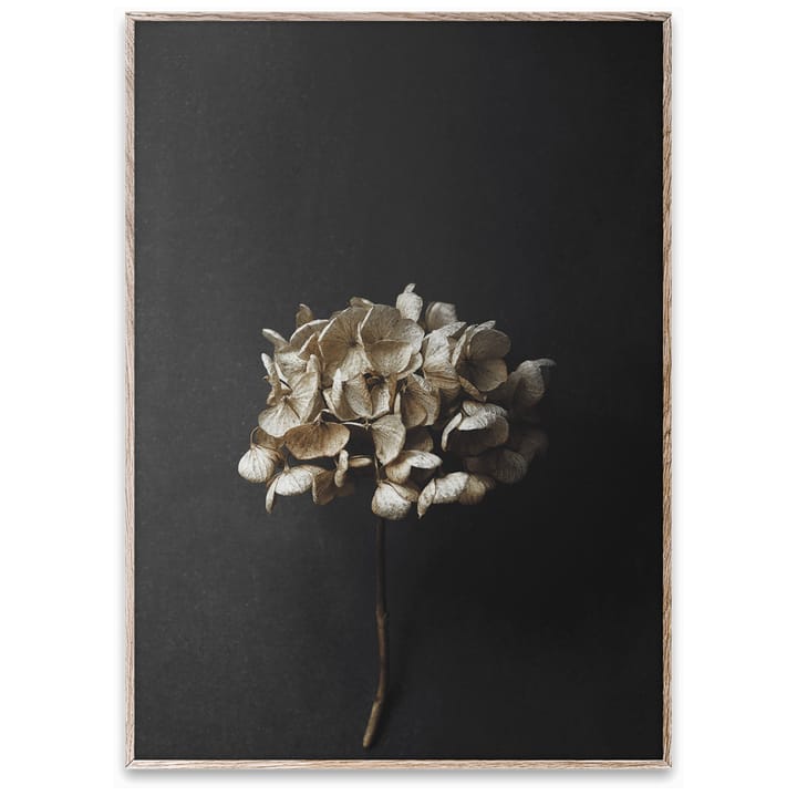Sto Life 04 Hydrangea ポスター, 50x70 cm Paper Collective | ペーパーコレクティブ