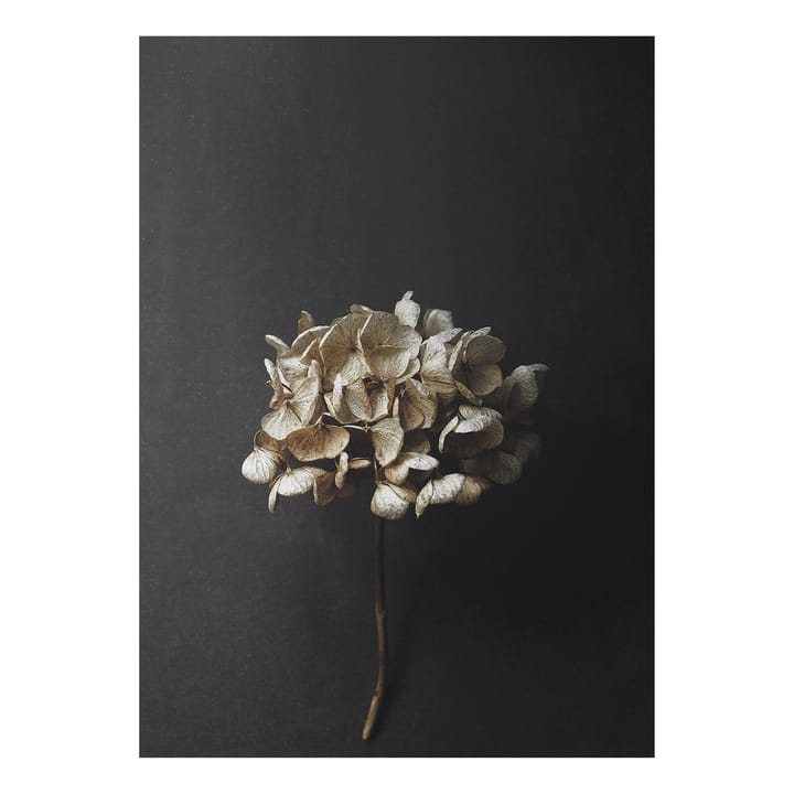 Sto Life 04 Hydrangea ポスター - 50x70 cm - Paper Collective | ペーパーコレクティブ