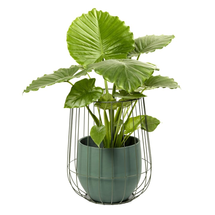 Serax 植木鉢 in バスケット 37x46 cm, army green Serax | セラックス